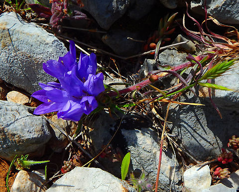 Rock Bells - Edraianthus tenuifolius (tentative ID)- Photo 3 Bosanka, Dubrovnik mountain, Croatia (May, 2016).
This is a pic of the first plant from farther up that shows the long red stem ended in the flower raceme.
https://www.jungledragon.com/image/41892/rock_bells_-_edraianthus_tenuifolius_tentative_id.html Croatia,Edraianthus tenuifolius,Geotagged,Rock Bells,Spring