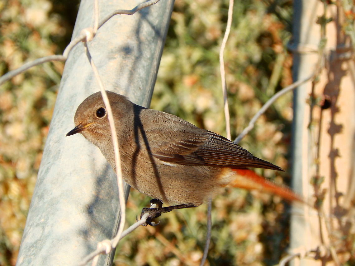 Black Redstart National Park Pe&ntilde;on de Ifach, Calpe, Spain (Nov, 2013).<br />
The Black Redstart is 13&ndash;14.5 cm in length and 12&ndash;20 g in weight, similar to the Common Redstart. The adult male is overall dark grey to black on the upperparts and with a black breast; the lower rump and tail are orange-red, with the two central tail feathers dark red-brown. The belly and undertail are either blackish-grey (western subspecies; see Systematics, below) or orange-red (eastern subspecies); the wings are blackish-grey with pale fringes on the secondaries forming a whitish panel (western subspecies) or all blackish (eastern subspecies). The female is grey (western subspecies) to grey-brown (eastern subspecies) overall except for the orange-red lower rump and tail, greyer than the Common Redstart. Black Redstart,Fall,Geotagged,Phoenicurus ochruros,Spain