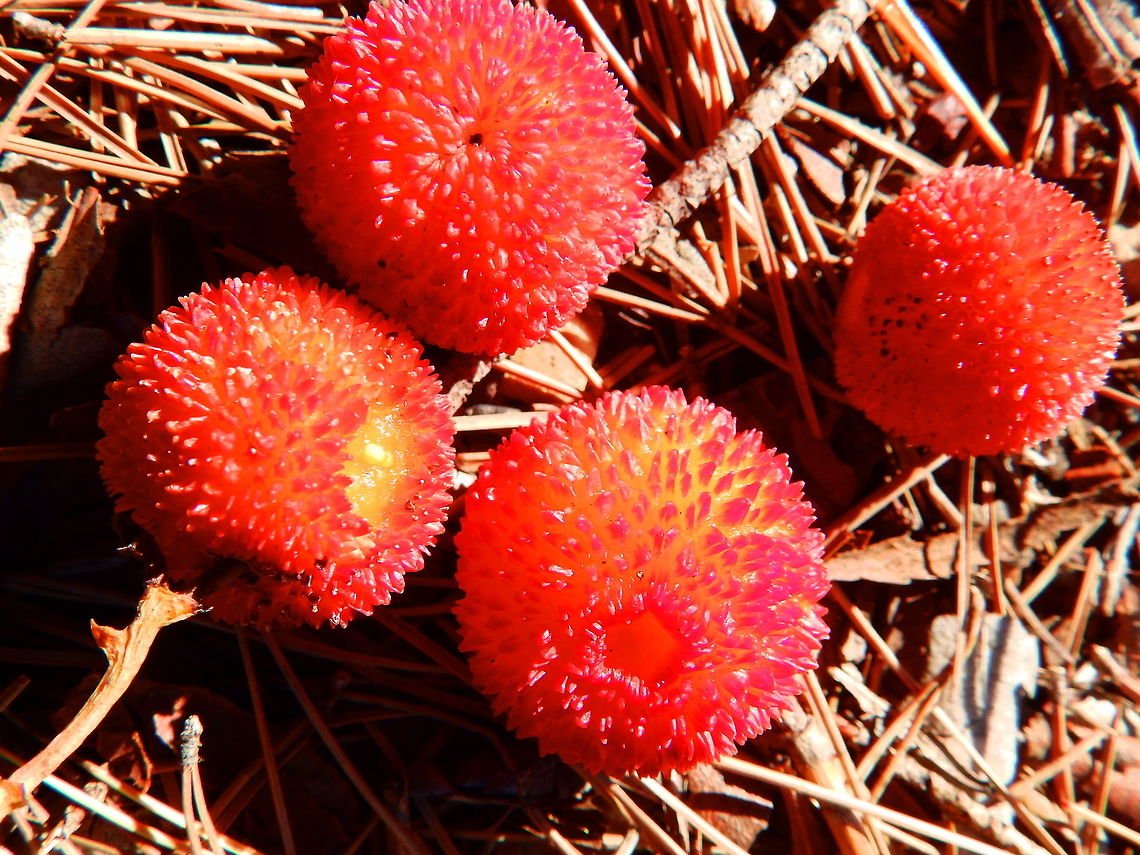 Madroño fruits Puig Campana mountain, Finestrat, Alicante, Spain (Nov 2013).<br />
The Arbutus unedo tree grows to 5&ndash;10 m tall. The leaves are dark green and glossy, with a serrated margin. The hermaphrodite flowers are white (rarely pale pink), bell-shaped. They are pollinated by bees. The fruit is a red berry, 1&ndash;2 cm diameter, with a rough surface, maturing 12 months at the same time as the next flowering. The fruit is edible, and wen mature is very sweet. We tasted the ones in the picture and were really good!<br />
Habitat: Native to the Mediterranean region and western Europe north to western France and Ireland. Found in an ascent to Puig Campana.<br />
Notes: This tree is a symbol of Madrids shield, along with a bear: <a href="http://en.wikipedia.org/wiki/Coat_of_arm.." rel="nofollow">http://en.wikipedia.org/wiki/Coat_of_arm..</a>.<br />
Next pic show the tree. Arbutus unedo,Fall,Geotagged,Spain