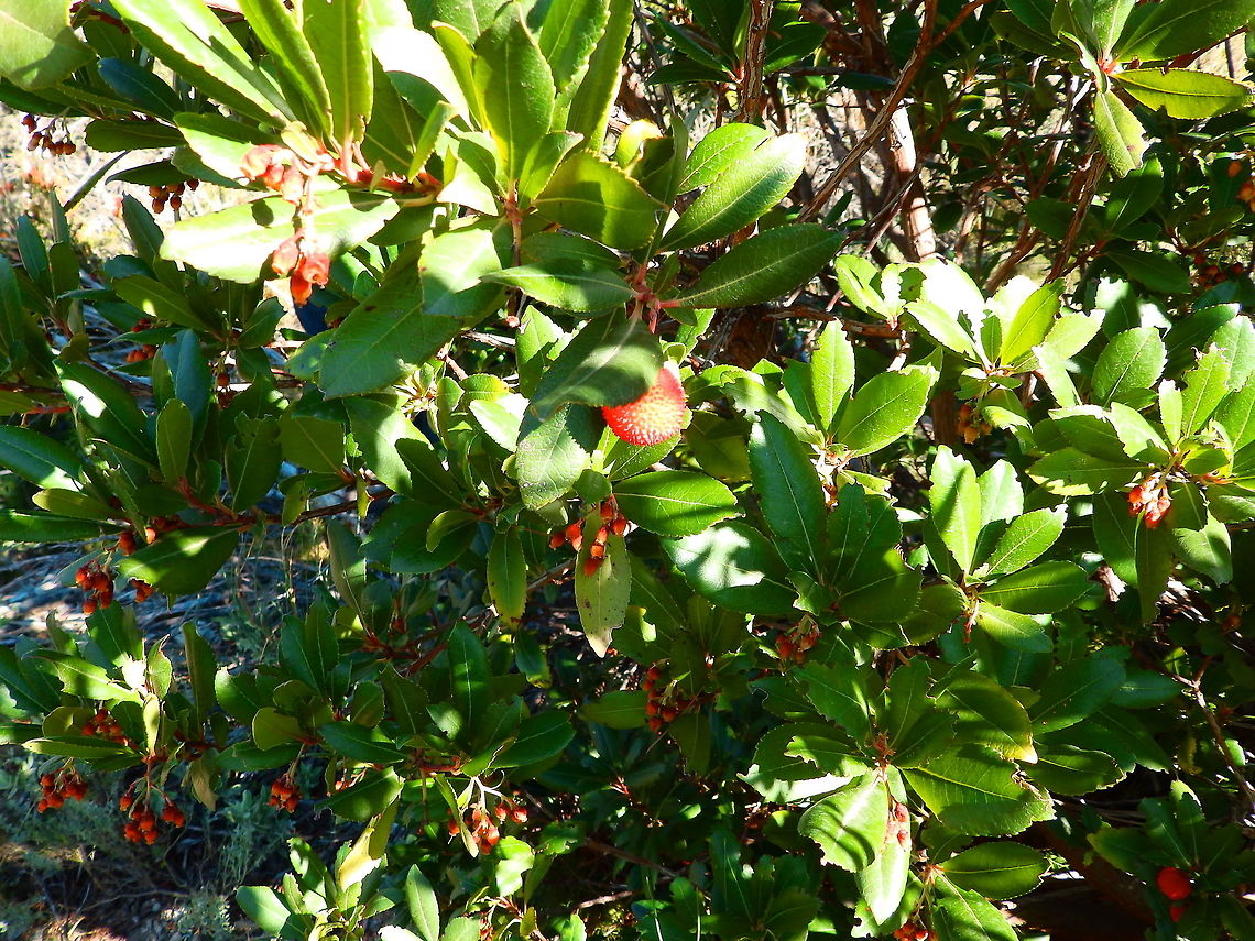 Madroño Tree Puig Campana, Finestrat, Spain.<br />
This is the tree where the fruits of the previous spotting come from. Really sweet fruits! Arbutus unedo,Fall,Geotagged,Spain