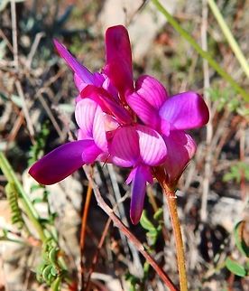 Pipirigallo Puig Campana, Finestrat, Spain (Nov, 2013).
Family Leguminosae. Common in Alicante, near heath and rosmary shrubs.
http://www.apatita.com/herbario/Leguminosae/Hedysarum_boveanum_subsp_europaeum.html Fall,Geotagged,Hedysarum boveanum,Pipirigallo,Spain