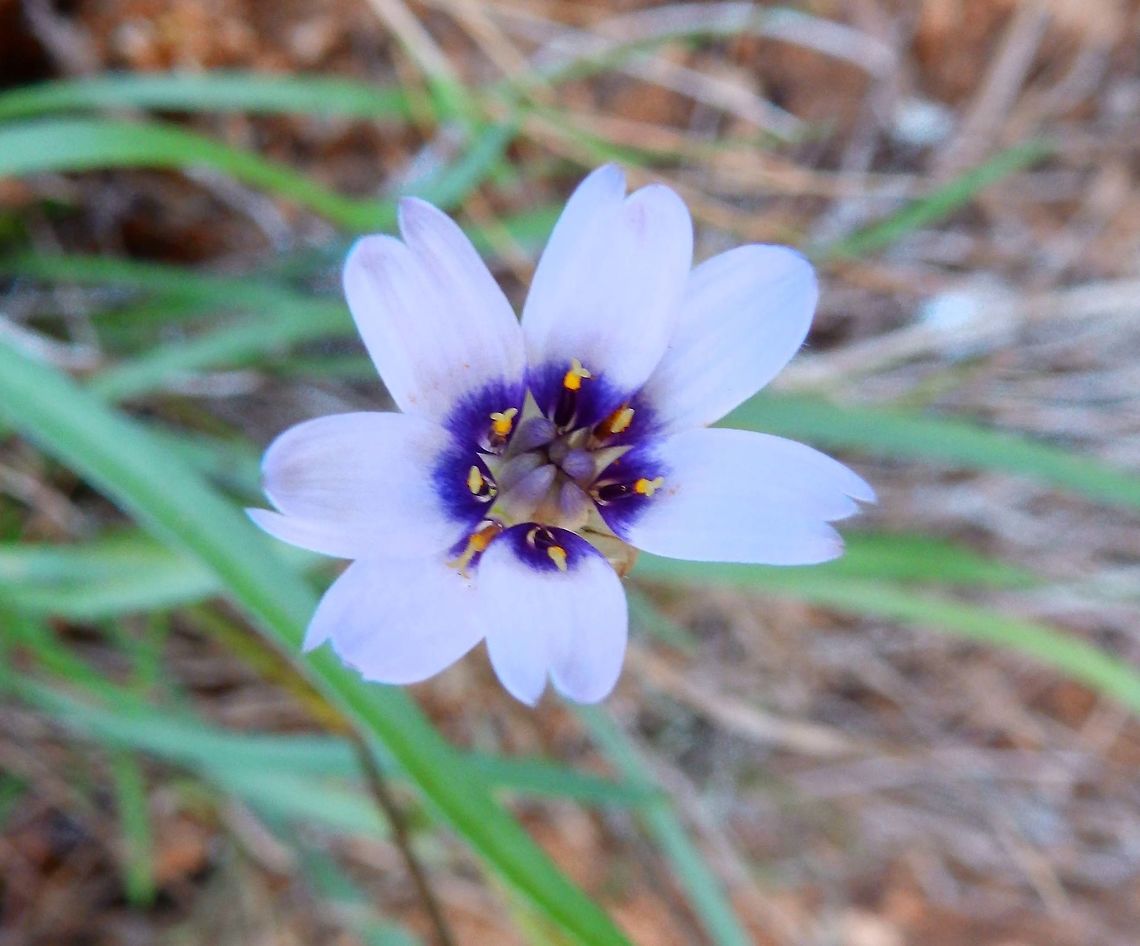 Cupid's dart Puig Campana, Finestrat, Alicante, Spain (Nov 2013).<br />
Violet-blue perennial flower of the aster family.<br />
Habitat: Native to the Mediterranean region. It was found growing wild near the top of the mountain in Puig Campana.    Catananche caerulea,Fall,Geotagged,Spain