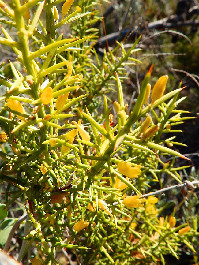 Aliaga - Ulex parviflorus Puig Campana, Finestrat, Alicante, Spain (Nov 2013).<br />
Is a spiny shrub from the Fabaceae family that can reach until 2 m in height. Its flowers appear in the winter and are bright yellow. Very common in the mountains of Alicante.<br />
<a href="http://www.apatita.com/herbario/Leguminosae/Ulex_parviflorus_subsp_parviflorus.html" rel="nofollow">http://www.apatita.com/herbario/Leguminosae/Ulex_parviflorus_subsp_parviflorus.html</a><br />
 Fall,Geotagged,Spain,Ulex parviflorus