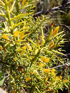 Aliaga - Ulex parviflorus Puig Campana, Finestrat, Alicante, Spain (Nov 2013).
Is a spiny shrub from the Fabaceae family that can reach until 2 m in height. Its flowers appear in the winter and are bright yellow. Very common in the mountains of Alicante.
http://www.apatita.com/herbario/Leguminosae/Ulex_parviflorus_subsp_parviflorus.html
 Fall,Geotagged,Spain,Ulex parviflorus