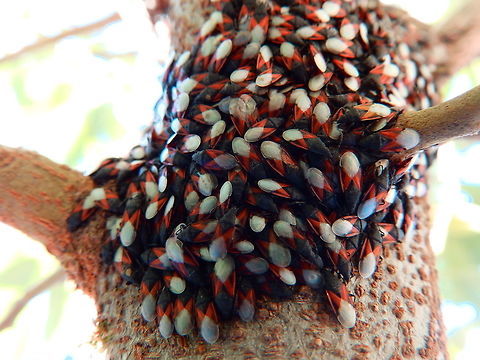 Chinche roja del melocotonero/Apricot tree stinkbug This is a species of ground bugs belonging to the family Lygaeidae. They reproduce in Malvaceae palnts but then move onto fruit trees. I was really surprised to see the amount of them in this tree. They are obviously a pest.
Habitat: Fruit trees: oranges, apricots, apple trees. Present in the South of Europe. These were seen in Calpe, Alicante, Spain (Nov, 2013). Fall,Geotagged,Oxycarenus lavaterae,Spain