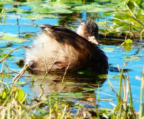 Little Grebe immature/Zampullin Rio del Algar, Altea. Spain (Nov, 2013). It is a small water bird with a pointed bill. Juvenile birds have a yellow bill with a small black tip, and black and white streaks on the cheeks and sides of the neck. This yellow bill darkens as the juveniles age, eventually turning black once in adulthood. Adults also adopt a dull buff plumage in the winter, with a darker back and cap, and &ldquo;powder puff&rdquo; rear end.
 Fall,Geotagged,Little Grebe,Spain,Tachybaptus ruficollis