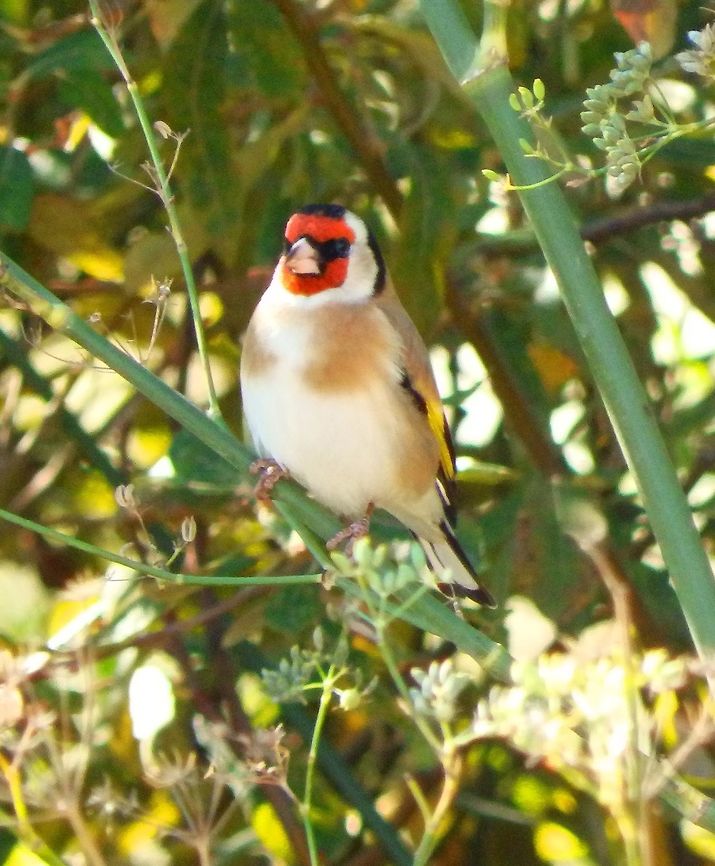 European goldfinch - Jilguero Altea, Rio Algar (Nov, 2013).<br />
In the winter goldfinches group together to form flocks of up to forty, occasionally more. This colorful birds are common in the Mediterranean part of Spain. Their song is appreciated which sometimes leads to their captivity. I much prefer to see them in the wild. Carduelis carduelis,European Goldfinch,Fall,Geotagged,Spain