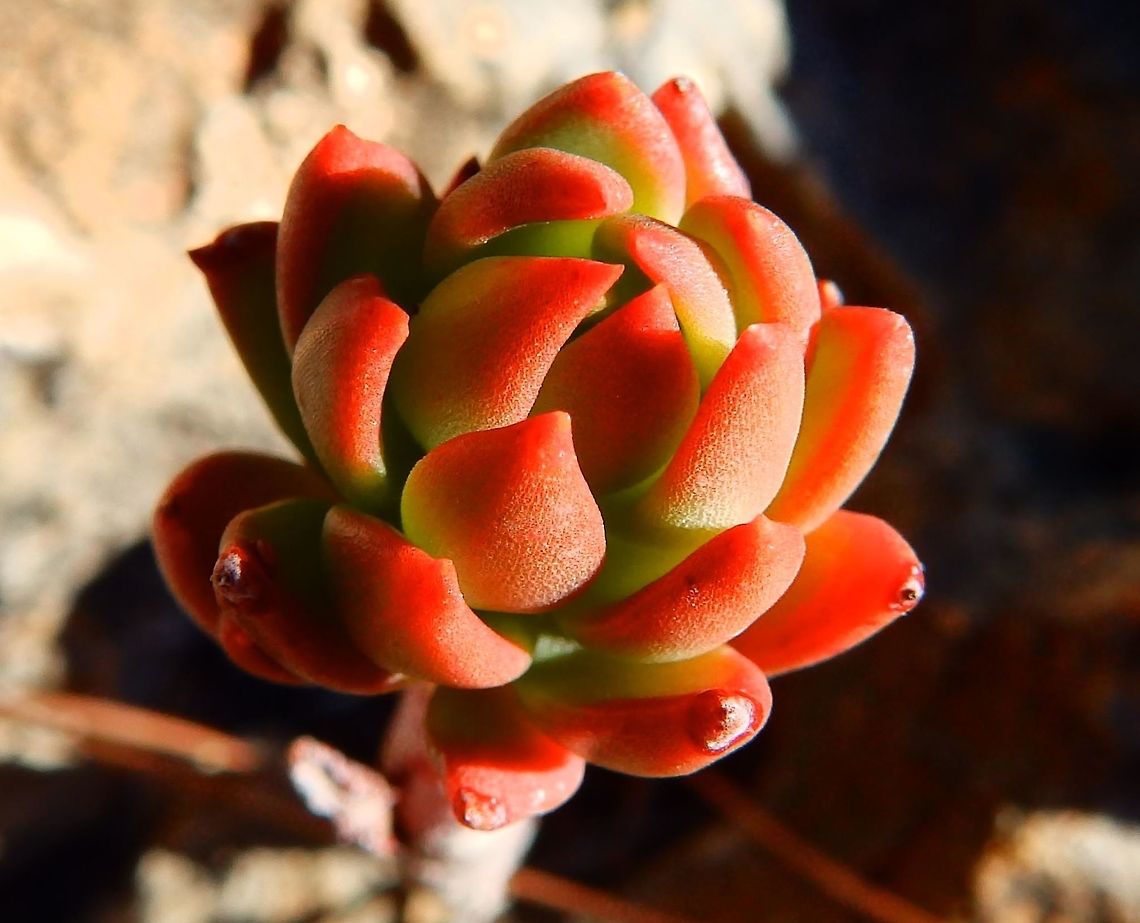 White Stonecrop Puig Campana, Finestrat, Spain (Nov 2013).<br />
This is a tufted perennial herb that belongs to the Crassulaceae. The stem has leaves that are alternate, fleshy and nearly cylindrical with a blunt, rounded tip and green reddish. In the summer the stems elongate and form flowers.  Is common sight in this area of Spain.<br />
<a href="http://www.apatita.com/herbario/Crassulaceae/Sedum_album.html" rel="nofollow">http://www.apatita.com/herbario/Crassulaceae/Sedum_album.html</a> Fall,Geotagged,Sedum album,Spain