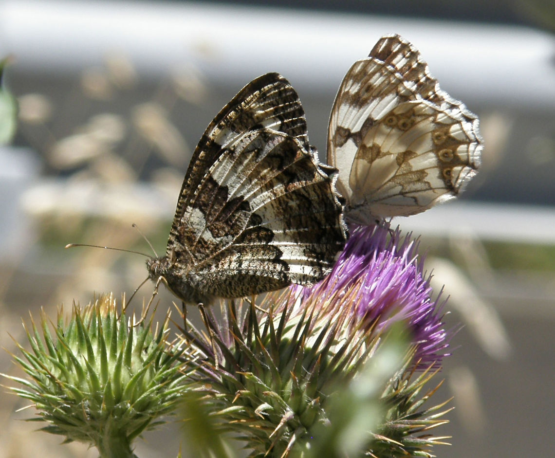 Great-Banded Grayling (butterfly front, left) Sierra De Gredos, Spain (July, 2012).<br />
Brintesia circe reaches on average 65&ndash;80 millimetres (2.6&ndash;3.1 in) of wingspan. Wings are mainly black or dark brown. They have a broad white band at the edge of the basal area of all wings and usually a second white streak on the lower wings. The black eyespots on the underside of the upper wings have a white contour. Brintesia circe is quite similar to Hipparchia fagi, but in the last one the second white streak on the lowers wings is always missing and the eyespots has a yellow contour. These butterflies usually rest on the branches of a tree, protected by their cryptic markings, but ready to take off and fly away when disturbed.<br />
Habitat:<br />
The species can be found in Central and Southern Europe (Spain, France, Italy, Greece, southern Germany and Poland), in Anatolia and the Caucasus up to Iran.These butterflies prefer light woodland, grasslands bordering forest edges and generally dry and bushy environments, at an altitude of 0&ndash;1,600 metres (0&ndash;5,200 ft) above sea level. Brintesia circe,Brinthesia circe,Geotagged,Spain,Summer