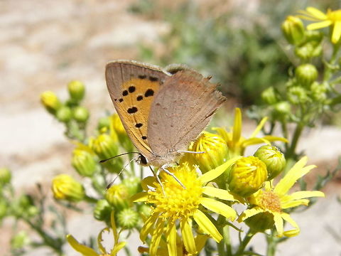 Small Cooper Sierra De Gredos, Spain (July, 2012).
The upperside forewings are a bright orange with a dark outside edge border and with eight or nine black spots. The hindwings are dark with an orange border. Some females also have a row of blue spots inside the orange border and are known as form caeruleopunctata. The undersides are patterned in a similar way but are paler. The black spots on the forewings are outlined in yellow and the dark colouring is replaced by a pale brownish, gray. The hindwings are the same brown/grey colour with small black dots and a narrow orange border.
Habitat: It is found in a wide variety range of habitats from chalk downlands, heathland, woodland clearings to churchyards and waste ground in cities. Geotagged,Lycaena phlaeas,Small Copper,Spain,Summer