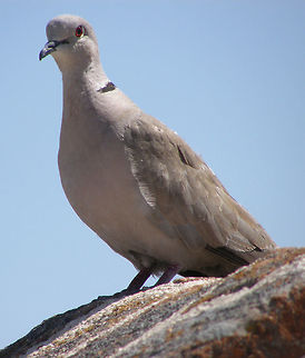 Eurasian Collared Dove Avila, Spain (2012).
It is a medium sized dove, distinctly smaller than the Wood Pigeon, similar in length to a Rock Pigeon but slimmer and longer-tailed, and slightly larger than the related Turtle Dove, 30–33 cm long from tip of beak to tip of tail, with a wingspan of 47–55 cm, and a weight of 125–240 g. It is grey-buff to pinkish-grey overall, a little darker above than below, with a blue-grey under wing patch. The tail feathers are grey-buff above, and dark grey tipped white below; the outer tail feathers also tipped whitish above. It has a black half-collar edged with white on its nape from which it gets its name. The short legs are red and the bill is black. The iris is red, but from a distance the eyes appear to be black, as the pupil is relatively large and only a narrow rim of reddish-brown iris can be seen around the black pupil. The eye is surrounded by a small area of bare skin, which is either white or yellow. The two sexes are virtually indistinguishable; juveniles differ in having a poorly developed collar, and a brown iris.     Eurasian collared dove,Geotagged,Spain,Streptopelia decaocto,Summer