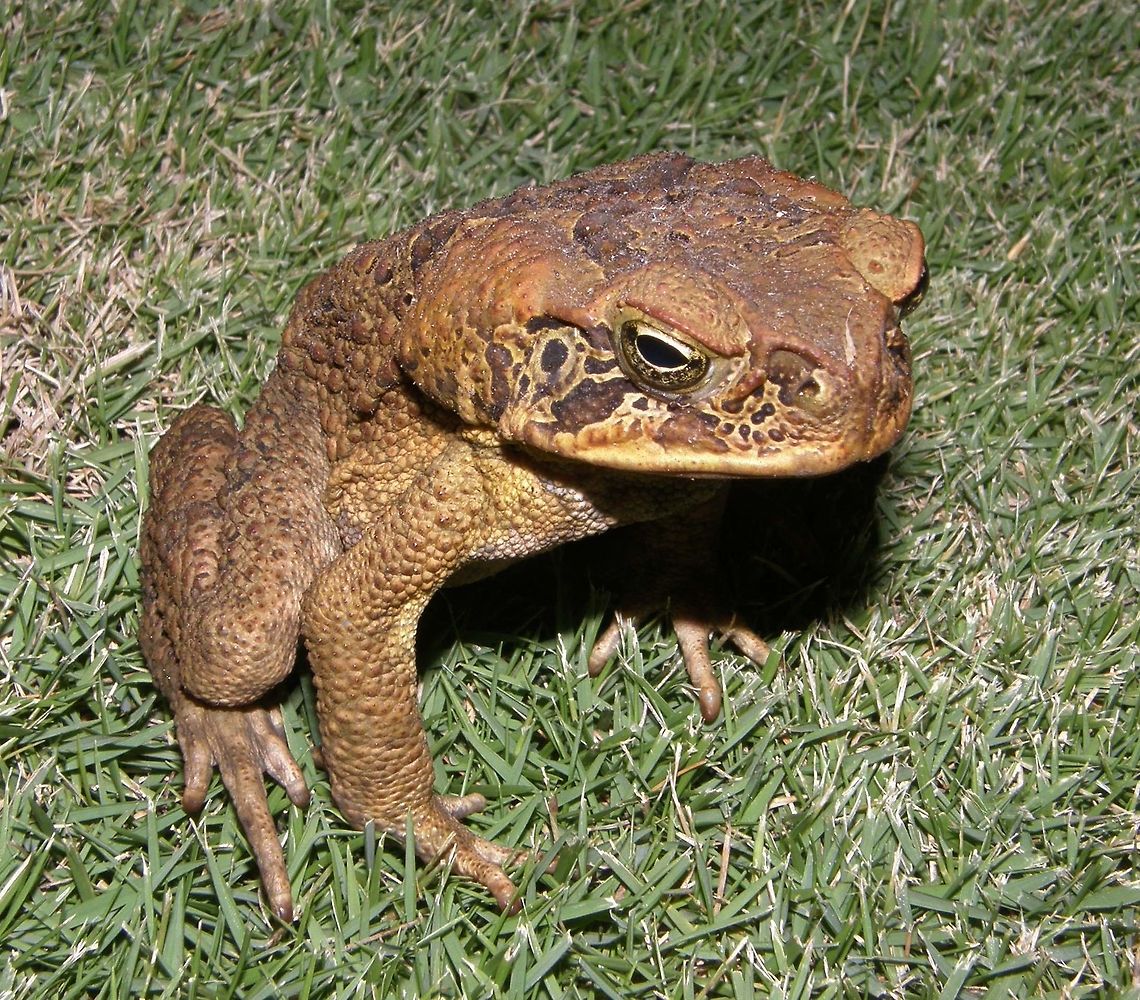 Philippines toad Dauin, Sep 2012.<br />
Is a species of toad in the Bufonidae family. It is endemic to the Philippines.<br />
Habitat<br />
is a species of toad in the Bufonidae family. It is endemic to the Philippines. Its natural habitats are subtropical or tropical dry forests, subtropical or tropical moist lowland forests, subtropical or tropical swamps, subtropical or tropical moist montane forests, subtropical or tropical moist shrubland, intermittent rivers, swamps, freshwater lakes, intermittent freshwater lakes, freshwater marshes, intermittent freshwater marshes, intertidal marches, arable land, plantations, rural gardens, urban areas, water storage areas, ponds, aquaculture ponds, and seasonally flooded agricultural land.     Fall,Geotagged,Ingerophrynus philippinicus,Philippine Toad,Philippines