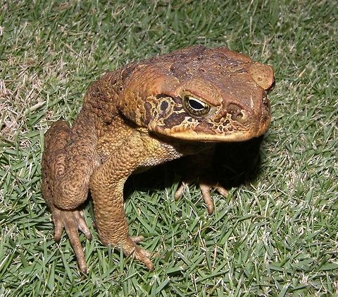 Philippines toad Dauin, Sep 2012.
Is a species of toad in the Bufonidae family. It is endemic to the Philippines.
Habitat
is a species of toad in the Bufonidae family. It is endemic to the Philippines. Its natural habitats are subtropical or tropical dry forests, subtropical or tropical moist lowland forests, subtropical or tropical swamps, subtropical or tropical moist montane forests, subtropical or tropical moist shrubland, intermittent rivers, swamps, freshwater lakes, intermittent freshwater lakes, freshwater marshes, intermittent freshwater marshes, intertidal marches, arable land, plantations, rural gardens, urban areas, water storage areas, ponds, aquaculture ponds, and seasonally flooded agricultural land.     Fall,Geotagged,Ingerophrynus philippinicus,Philippine Toad,Philippines