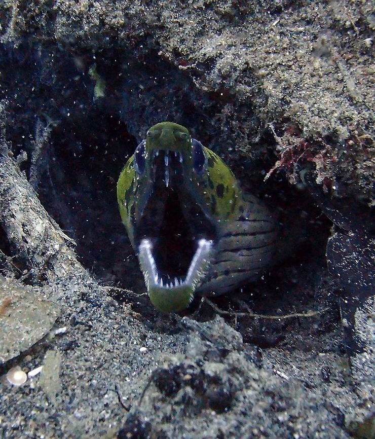 Fimbriated Moray Dauin, Sep 2012.<br />
Is a moray eel of the family Muraenidae, found in the Indo-Pacific oceans, around reefs, harbours and small caves, at depths down to 45 meters<br />
Habitat:<br />
It is pale green-yellow in color with black spots on its face and can reach a maximum length of 80 cm. It feeds mainly on small fish. Fall,Fimbriated moray,Geotagged,Gymnothorax fimbriatus,Philippines