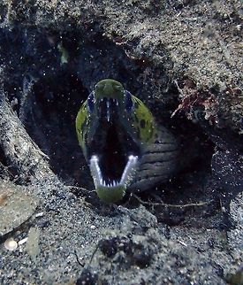 Fimbriated Moray Dauin, Sep 2012.
Is a moray eel of the family Muraenidae, found in the Indo-Pacific oceans, around reefs, harbours and small caves, at depths down to 45 meters
Habitat:
It is pale green-yellow in color with black spots on its face and can reach a maximum length of 80 cm. It feeds mainly on small fish. Fall,Fimbriated moray,Geotagged,Gymnothorax fimbriatus,Philippines