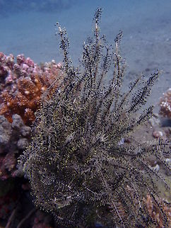 Schlegel's Feather Crinoid Comasteridae. Arms can reach 26 cm (10 in.). Large and bushy with 70-90 arms, commonly orange to yellow and green but very variable colorations. Pinnules extend in four planes. Comb teeth near base. Commonly 11-17 cirri.
Habitat: Inhabit reefs of the West Pacific. Comaster schlegelii,Fall,Geotagged,Philippines