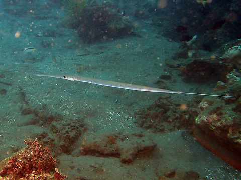 Blue spotted cornet fish To 150 cm (5 ft.) long. Silvery with pale olive back. Elongated snout, body and whip-like tail filament. It may display blue mid-lateral stripe from head to tail base.
Habitat: Indo Pacific. Solitary or form schools. Virtually all reef habitats to 128 m.
 Bluespotted cornetfish,Fall,Fistularia commersonii,Geotagged,Philippines