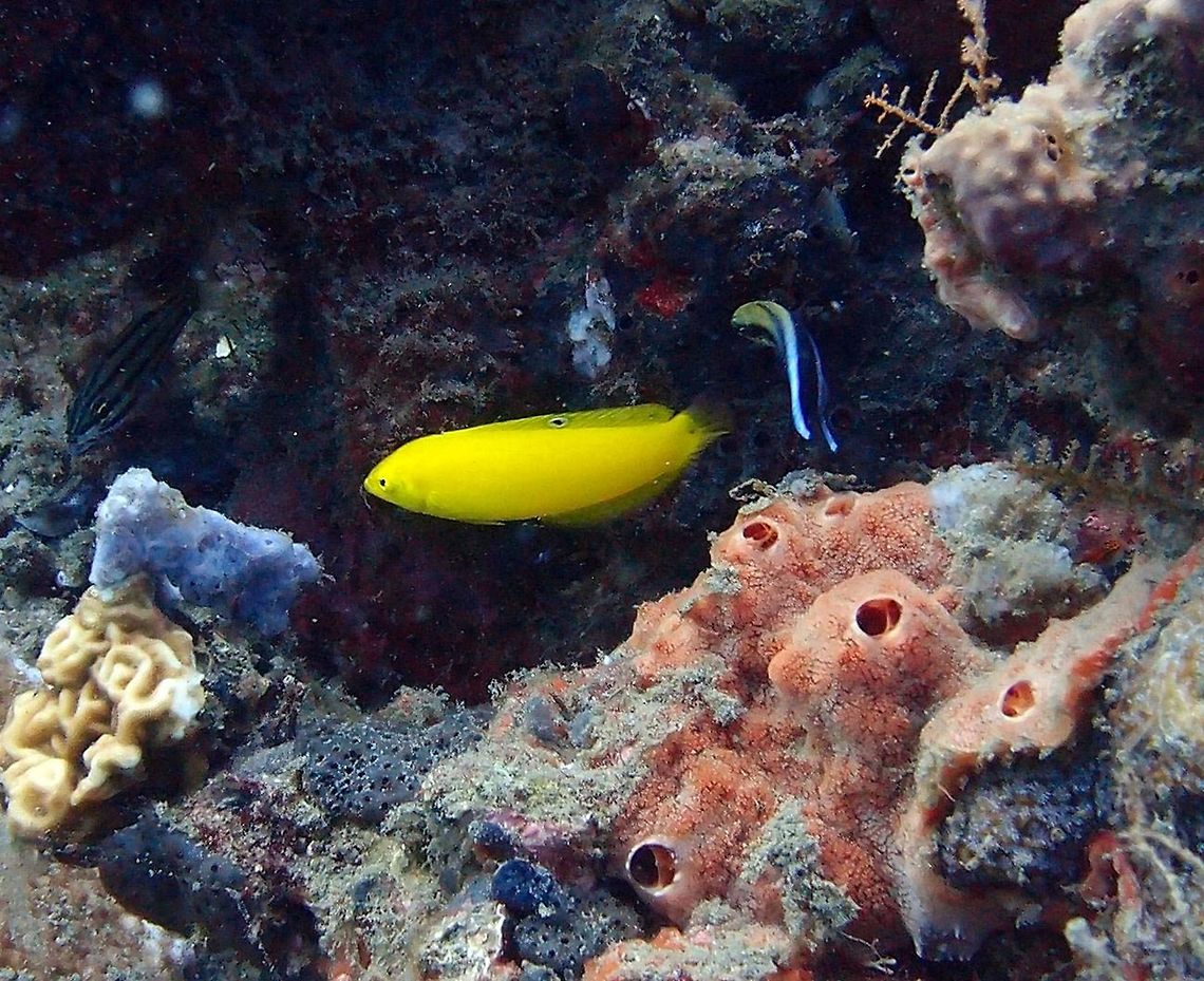 Canary Wrasse Dauin, Sep 2012.<br />
Is a wrasse that occasionally makes its way into the aquarium trade. It grows to a size of 12 cm in length. The colour is clear yellow.<br />
Habitat: Eastern Indian Ocean.         Fall,Geotagged,Halichoeres chrysus,Philippines