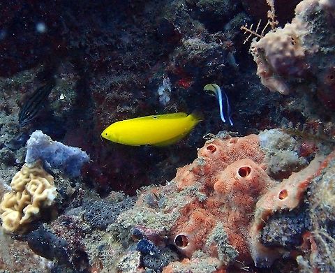 Canary Wrasse Dauin, Sep 2012.
Is a wrasse that occasionally makes its way into the aquarium trade. It grows to a size of 12 cm in length. The colour is clear yellow.
Habitat: Eastern Indian Ocean.         Fall,Geotagged,Halichoeres chrysus,Philippines