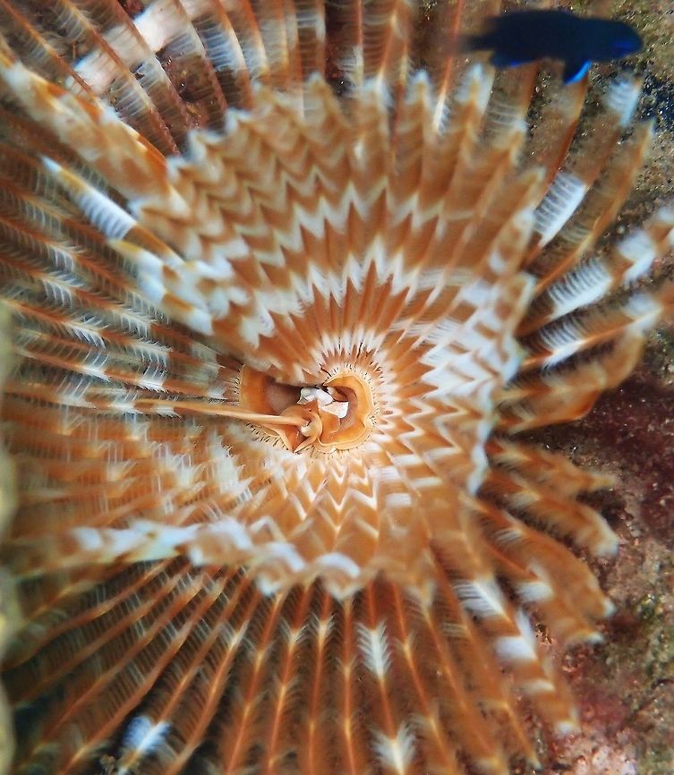 Feather Duster Worm - Sabellastarte indica Sabellidae (feather duster worms) are sedentary marine polychaete tube worms where the head is mostly concealed by feathery branchiae. They build tubes out of parchment, sand, and bits of shell. Glomerula secretes a tube of calcium carbonate. They tend to be common in the intertidal zones around the world. Sabellastarte spp. can be up to 7 cm (2 3/4 in.). White horseshoe-shaped crown with brown markings. It extends from parchment-like tube embedded in substrate.<br />
Habitat:<br />
Sand bottoms near coral reef. Indonesia, West Pacific Fall,Geotagged,Philippines,Sabellastarte spectabilis