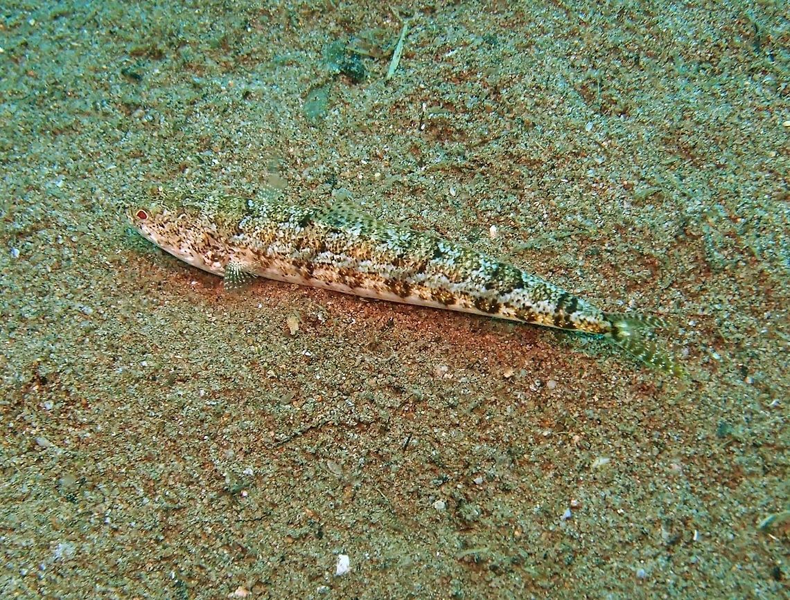 Sand Lizardfish Dauin, Sep 2012:<br />
Also known as clearfin lizardfish. To 20 cm ((in.). Mottled gray to brown. Six saddles across the back. 8-9 dark diamond-shaped spots, frequently with pale centers, along mid side. Cluster of 6 dark spots on snout tip.<br />
Habitat: Solitary, in pairs or in small groups. Sand or rubble bottoms to 70 m. Indo-Pacific. Fall,Geotagged,Philippines,Synodus dermatogenys