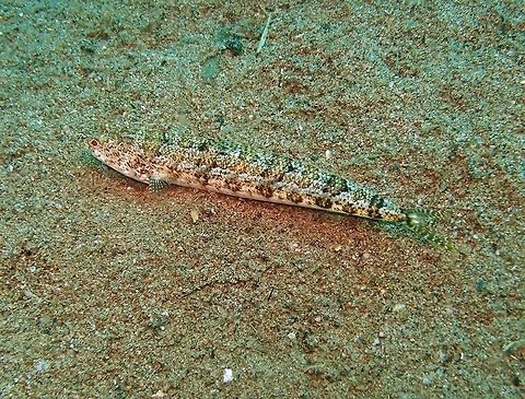 Sand Lizardfish Dauin, Sep 2012:
Also known as clearfin lizardfish. To 20 cm ((in.). Mottled gray to brown. Six saddles across the back. 8-9 dark diamond-shaped spots, frequently with pale centers, along mid side. Cluster of 6 dark spots on snout tip.
Habitat: Solitary, in pairs or in small groups. Sand or rubble bottoms to 70 m. Indo-Pacific. Fall,Geotagged,Philippines,Synodus dermatogenys