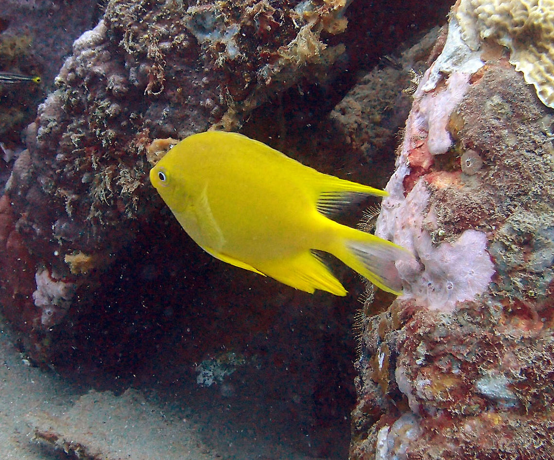 Golden Damselfish Dauin, Oct 2012.<br />
To 15 cm (6 in.). Bright yellow to gold, including fins. Blue markings around eye. Long pointed rear dorsal and anal fins.<br />
Habitat: Solitary or in pairs, in steep outer reef slope in 12-35 m. East Indo-West Pacific. Amblyglyphidodon aureus,Fall,Geotagged,Philippines,Pomacentrus moluccensis