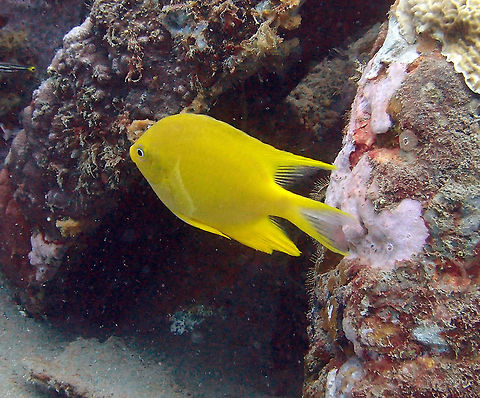Golden Damselfish Dauin, Oct 2012.
To 15 cm (6 in.). Bright yellow to gold, including fins. Blue markings around eye. Long pointed rear dorsal and anal fins.
Habitat: Solitary or in pairs, in steep outer reef slope in 12-35 m. East Indo-West Pacific. Amblyglyphidodon aureus,Fall,Geotagged,Philippines,Pomacentrus moluccensis