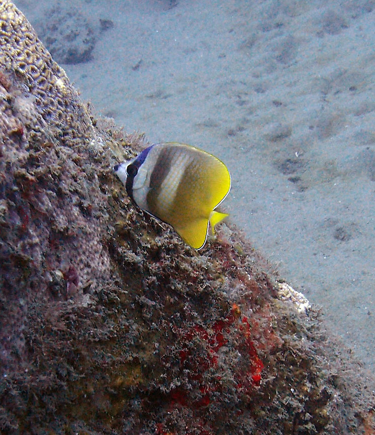 Sunburst/Blacklipped Butterflyfish - Chaetodon kleinii Oct, 2012 in Dauin.<br />
A butterflyfish up to 24 cm (9 1/2 in.). Yellow with horizontal rows of small black spots. Blue marking on rear snout and nape. Dorsal fin trails a thread-like filament.<br />
Habitat:<br />
It is a native of the Indo-Pacific region, from the Red Sea and East Africa to the Hawaiian Islands and Samoa, north to southern Japan, south to Australia and New Caledonia. It is also found in Galapagos Islands in the Eastern Pacific. Usually in pairs. Coral-rich areas of lagoons and outer slopes in 2-50 m.<br />
<a href="https://en.wikipedia.org/wiki/Sunburst_butterflyfish" rel="nofollow">https://en.wikipedia.org/wiki/Sunburst_butterflyfish</a> Blacklip Butterflyfish,Chaetodon kleinii,Fall,Geotagged,Philippines