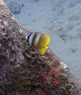 Sunburst/Blacklipped Butterflyfish - Chaetodon kleinii Oct, 2012 in Dauin.
A butterflyfish up to 24 cm (9 1/2 in.). Yellow with horizontal rows of small black spots. Blue marking on rear snout and nape. Dorsal fin trails a thread-like filament.
Habitat:
It is a native of the Indo-Pacific region, from the Red Sea and East Africa to the Hawaiian Islands and Samoa, north to southern Japan, south to Australia and New Caledonia. It is also found in Galapagos Islands in the Eastern Pacific. Usually in pairs. Coral-rich areas of lagoons and outer slopes in 2-50 m.
https://en.wikipedia.org/wiki/Sunburst_butterflyfish Blacklip Butterflyfish,Chaetodon kleinii,Fall,Geotagged,Philippines