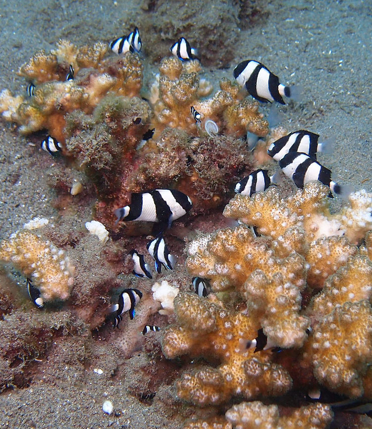 Three-Stripe Damsel Dauin, Oct 2012.<br />
Length up to 10 cm, they are white with three black vertical bars.<br />
Habitat:<br />
Western Pacific Ocean including Red Sea, and Indian Ocean. Associated with coral reefs, most usually in groups above Acropora coral heads. Males may be aggressive against other fish while they tend eggs.<br />
Dascyllus aruanus,Fall,Geotagged,Philippines,Whitetail dascyllus
