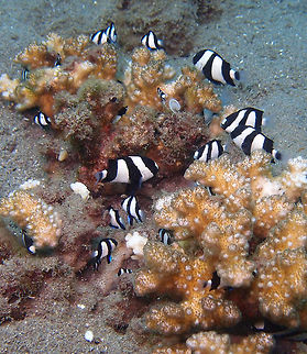Three-Stripe Damsel Dauin, Oct 2012.
Length up to 10 cm, they are white with three black vertical bars.
Habitat:
Western Pacific Ocean including Red Sea, and Indian Ocean. Associated with coral reefs, most usually in groups above Acropora coral heads. Males may be aggressive against other fish while they tend eggs.
  Dascyllus aruanus,Fall,Geotagged,Philippines,Whitetail dascyllus