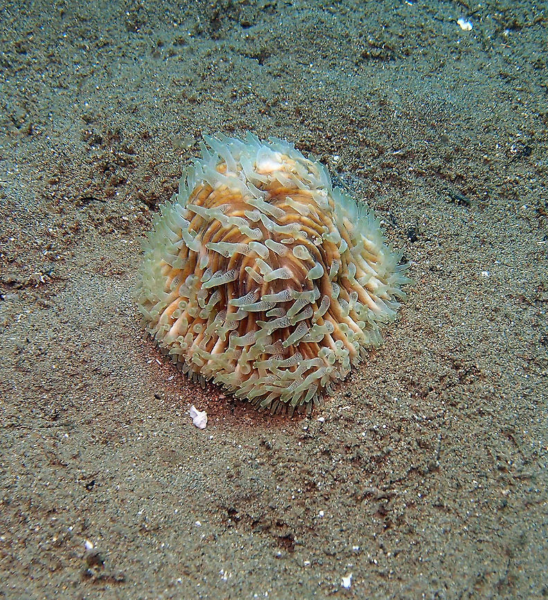 Mushroom Coral - Fungia cyclolites Dauin, Sep 2012.<br />
Coral usually thick and varying from flat to arched. The shapes of complete individuals are slightly oval, with a maximum diameter of up to 41 mm, and 18 mm in height. Central fossa is relatively long. First and second order septa have vertical inner margins, and are conspicuously higher near the center of the corallum, while becoming equal towards the periphery. All septa bear minute triangular dentations of 0.4 mm. Higher order septa have small, pointed granules on the sides. Costae vary from thin and equal to regularly alternating, with small blunt spines or rounded granules. Columella is weakly developed. Living coralla are pale cream or greenish, sometimes brightly colored in shallow waters. Major septal margins are often white.<br />
Habitat:<br />
Widely distributed throughout the Indo-Pacific, from Red Sea and east Africa to Japan and New Caledonia. Corals are free-living in adult stage. Found on soft inter-reef and reef slopes with predominantly fine sediment, sometimes occur on reef substrate. Fall,Fungia cyclolites,Geotagged,Philippines