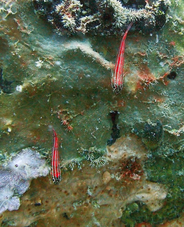 Tropical Striped Triplefin Dauin, Oct 2012.<br />
Up to 5 cm (2 in.). Red with whitish lower body. Three white or bluish white stripes, bright yellow irish.<br />
Habitat:<br />
Solitary or in small groups. Coastal, laggon and outer reefs to 20 m. East Indo-West Pacific   Fall,Geotagged,Helcogramma striata,Philippines,Tropical striped triplefin