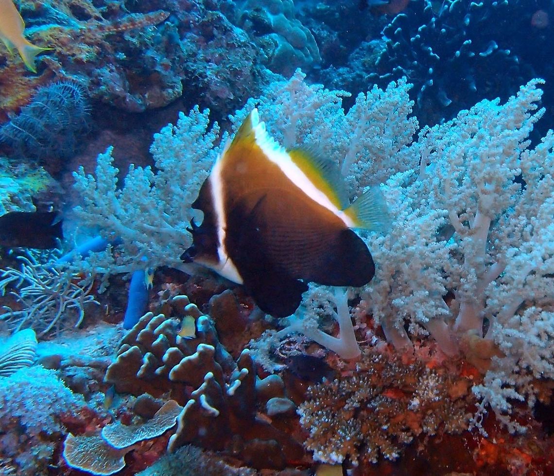 Horned Bannerfish Dauin, Oct 2012.<br />
Mostly black with two white bands running from caudal peduncle and breast to each end of spinous section of dorsal fin. Adults develop a prominent hump on the forehead and a curved horn above each eye, and lose the elongate dorsal filament. Max length : 19.0 cm<br />
Habitat:<br />
Depth range 2 - 20 m Pacific Ocean: Indonesia to the Society Islands, north to southern Japan, south to Rowley Shoals and New Caledonia; throughout Micronesia. This species is usually found in areas of rich coral growth in lagoons and on seaward reef slopes. Animals appear to prefer the shelter of caves rather than open areas. It can be found as single individuals, in pairs, or in aggregations numbering up to 30 individuals. This species feeds on live coral, though it is not known whether this species is reliant on live coral for food.           Fall,Geotagged,Heniochus varius,Philippines