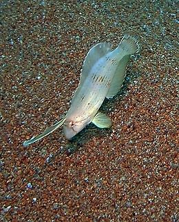 Peacock Razorfih (Juvenile) Sep, 2012,Dauin.
The body is white to yellowish white, with four indistinct dark wide bands and a small black spot on the top side of the top of the eighth scale of the lateral line. Juveniles are whitish with 4 diffuse light brown bars, also with diffuse thin lines radiating from the eye, and pelvic fins entirely light brown.
Habitat:
Tropical indo-Pacific.Usually solitary in lagoon and seaward reef areas with fine to loose, coarse sand bottoms. Juveniles sometimes in shallow estuaries. Adults rare in less than 20 m. Benthic and benthopelagic. Dive into the sand when threatened. Feed on hard-shelled invertebrates, including mollusks and crustaceans. Juveniles mimic drifting dead leaves by holding the elongate detached front part of dorsal fin forward over head.
Notes:
Is a tiny little fish lurking in the sandy bottoms. Not so easy to spot, specially when a bit more grown they turn darker and then mimetize with algae. Also when they see you they flee and bury themselves in the sand real quick!     1840),Fall,Geotagged,Iniistius pavo,Iniistius pavo (Valenciennes,Philippines