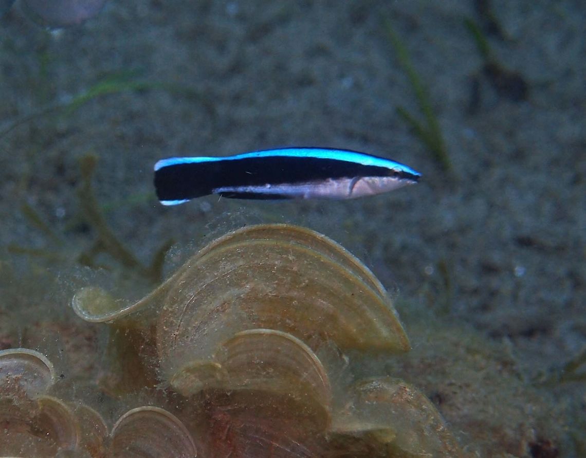 Bluestreak Cleaner Wrasse Dauin, Oct 2012.  <br />
To 11.5 cm (4 1/2 in.). White to yellowish head and forebody. It becomes bluish toward tail. Stripe from snout becomes progressively wider toward tail. Solitary or in pairs. It stablish cleaning stations, swim with jerky motions to attract clients. All cleaner wrasses start their lives as females. In a group of 6&ndash;8 cleaner wrasses there is only one male, the rest are females or juveniles. The strongest female changes its sex when the male dies, an occurrence known as sequential hermaphroditism.<br />
Habitat:<br />
Indo Pacific coral reefs in 2-40 m. Bluestreak cleaner wrasse,Fall,Geotagged,Labroides dimidiatus,Philippines