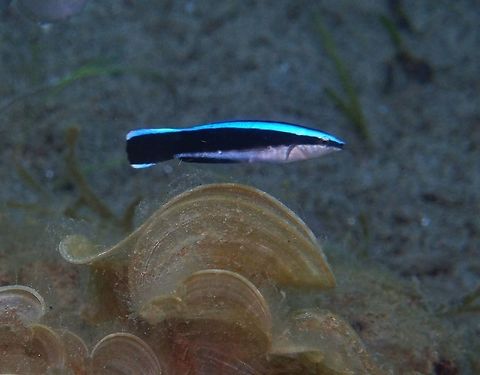 Bluestreak Cleaner Wrasse Dauin, Oct 2012.  
To 11.5 cm (4 1/2 in.). White to yellowish head and forebody. It becomes bluish toward tail. Stripe from snout becomes progressively wider toward tail. Solitary or in pairs. It stablish cleaning stations, swim with jerky motions to attract clients. All cleaner wrasses start their lives as females. In a group of 6&ndash;8 cleaner wrasses there is only one male, the rest are females or juveniles. The strongest female changes its sex when the male dies, an occurrence known as sequential hermaphroditism.
Habitat:
Indo Pacific coral reefs in 2-40 m. Bluestreak cleaner wrasse,Fall,Geotagged,Labroides dimidiatus,Philippines