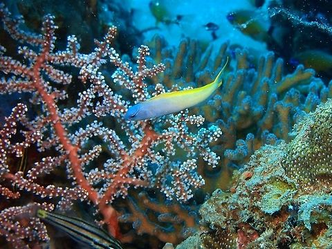 Fork-Tail Fang Blenny Oct 2012, Dauin.
Up to 11 cm (4 3/4 in.). Blue-gray head and front of body grading to pale yellow behind. Blue-edged black band from eye to front of dorsal fin. Solitary or in pairs.
Habitat:
SW Japan, Philippines, Indonesia to NW Australia, S Great Barrier Reef, New Caledonia and Samoa. Coastal, lagoon, and seaward reefs to 30 m.        Fall,Geotagged,Meiacanthus atrodorsalis,Philippines