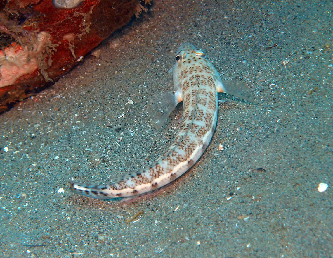 Whitestripe sandperch  Parapercis xanthozona Dauin, Oct, 2012.<br />
A sandperch of the Pinguipedidae family. Whitish to brownish. About 6 U-shaped dark saddles on back and about 10 bars on lower side. Whitish stripe from pectoral fin to upper tail base. Orange bands on cheek.<br />
Habitat:<br />
Solitary or form small groups. Silty bottoms near reefs in 10-25 m. Indo Pacific. Fall,Geotagged,Parapercis xanthozona,Philippines,Whitestripe sandperch