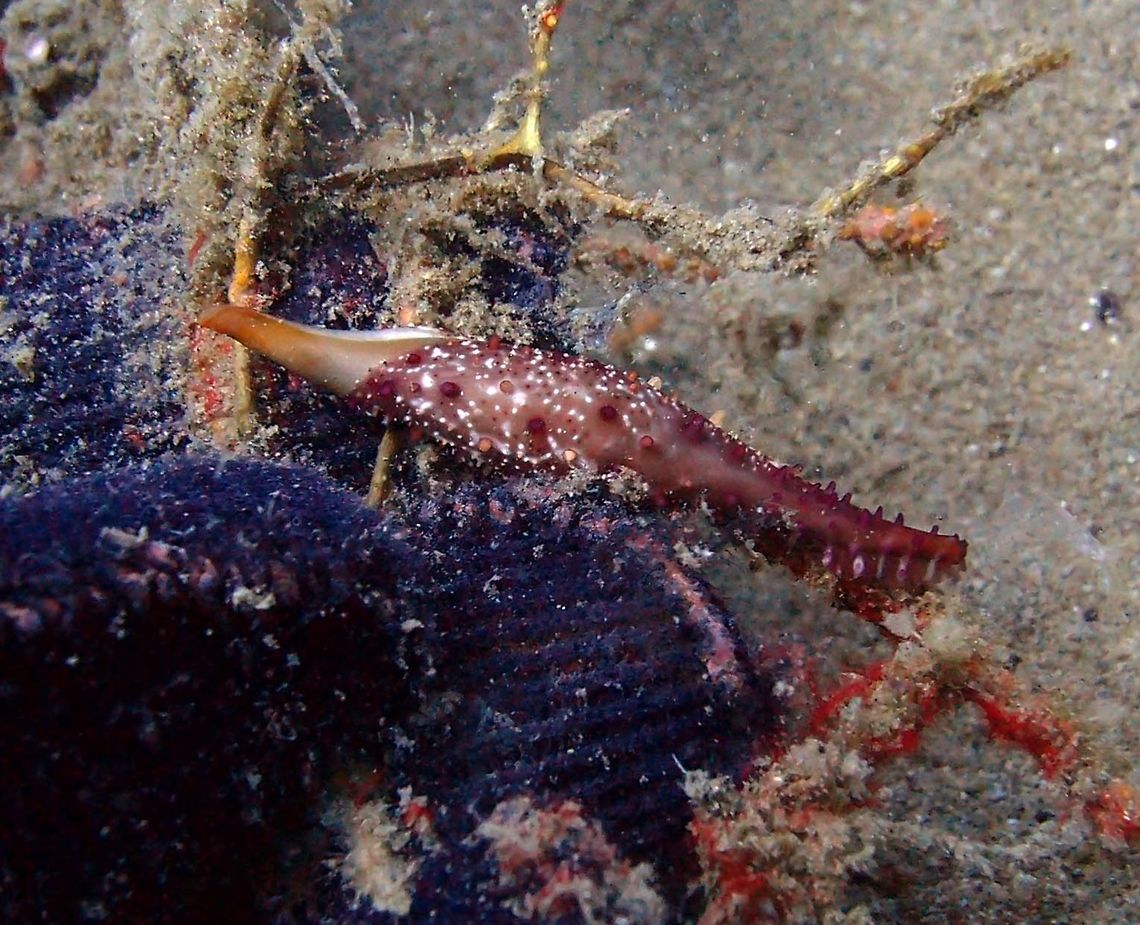 Rosy Spindle Cowrie Dauin, Oct 2012.<br />
Allied cowries-Ovulidae. Snail&acute;s shell to 4 cm (1 1/2 in.). Mantle rose to red or orange with short white, occasionally yellow papillae of varying lengths. Inflated center, slightly upturned ends. Most common spindle type cowrie.<br />
Habitat:<br />
Indo West Pacific. Fall,Geotagged,Phenacovolva rosea,Philippines
