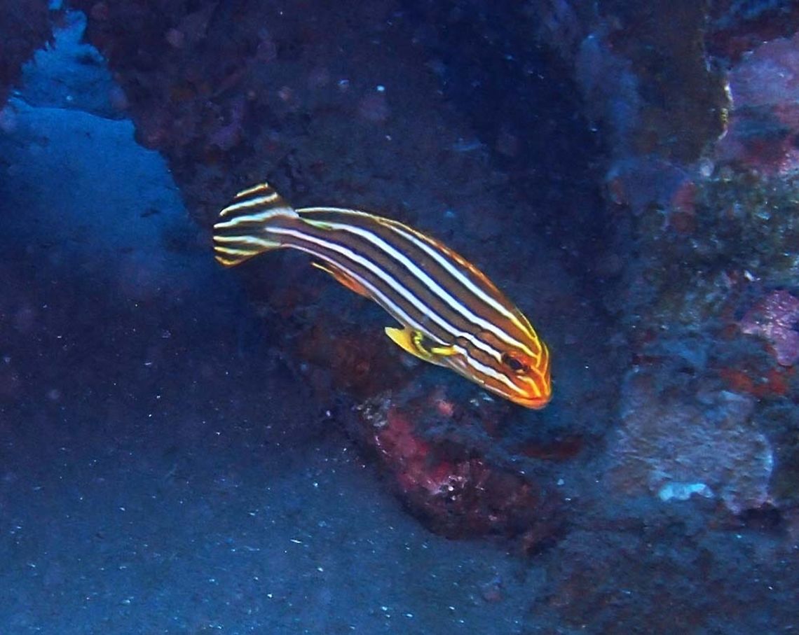 Ribboned sweetlips juvenile - Plectorhinchus polytaenia Dauin, Oct 2012.<br />
A sweetlips of the family Haemulidae. Its length is up to 50 cm. Juveniles have black stripes and live alone on rubble slopes in deep water. As they age, the black is reduced to an outline, and the stripes become more yellow; increasing stripes develop with age. Their bright colors help them blend into the coral they live in. These fish feed on crabs, shrimps, sea snails and worms. Ribboned Sweetlips get their name from their large lips.<br />
Habitat:<br />
Is found in East Indo-West Pacific oceans. Fall,Geotagged,Philippines,Plectorhinchus polytaenia
