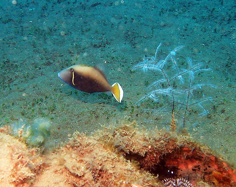 Halfmoon Triggerfish Dauin, Oct 2012.
http://www.fishbase.org/summary/5842 Fall,Geotagged,Halfmoon triggerfish,Philippines,Sufflamen chrysopterum