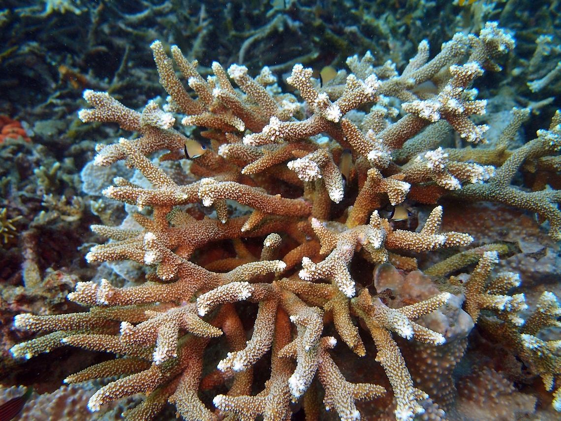 Formosa Hard Coral Dauin, Oct 2012.<br />
Colonies are arborescent, with cylindrical branches. They usually form thickets and may form single species stands over 10 metres across. In shallow water branches are short and compact, while in deeper water colonies have more open branches. Colour: Usually cream, brown or blue, generally with pale branch ends.<br />
Habitat:<br />
Reef slopes and lagoons. Indo and West Pacific.   Acropora formosa,Fall,Geotagged,Philippines