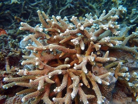 Formosa Hard Coral Dauin, Oct 2012.
Colonies are arborescent, with cylindrical branches. They usually form thickets and may form single species stands over 10 metres across. In shallow water branches are short and compact, while in deeper water colonies have more open branches. Colour: Usually cream, brown or blue, generally with pale branch ends.
Habitat:
Reef slopes and lagoons. Indo and West Pacific.   Acropora formosa,Fall,Geotagged,Philippines