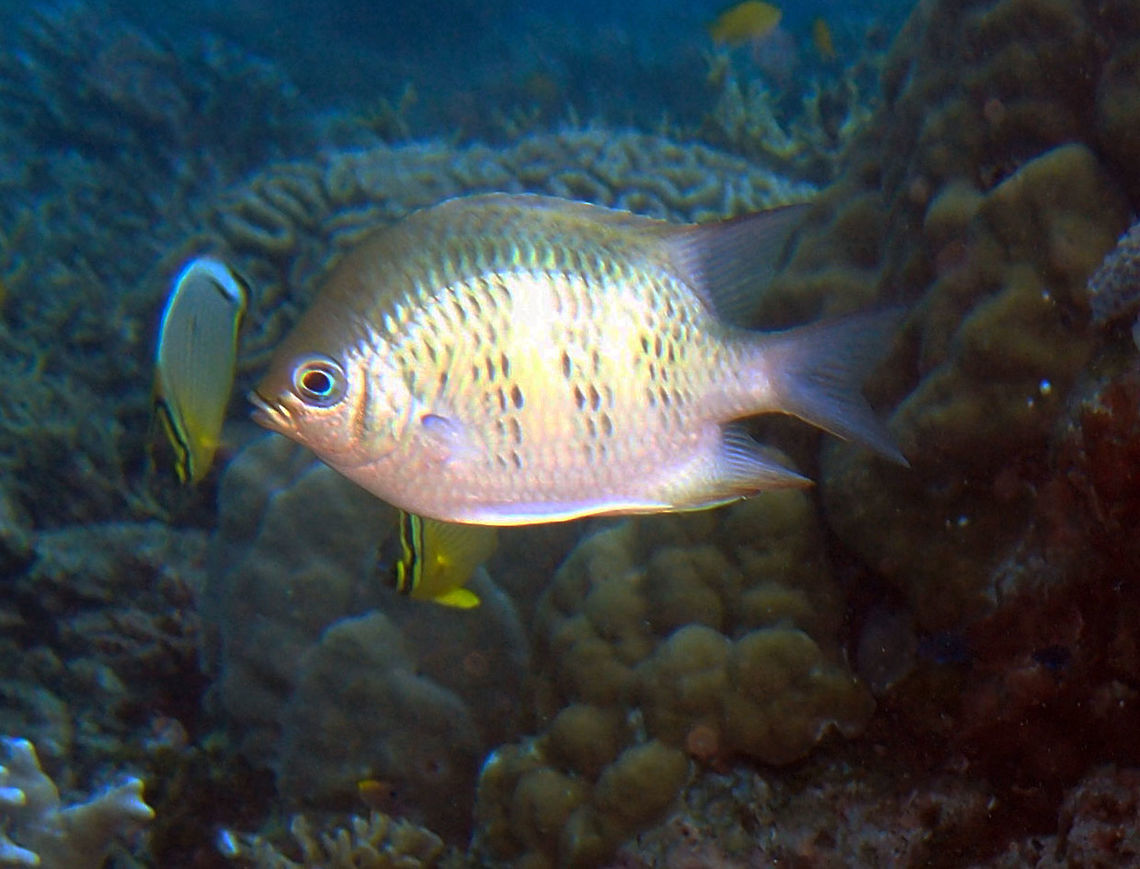 Staghorn Damselfish - Amblyglyphidodon curacao Dauin, Oct 2012.<br />
3 to 4.5 in. (7 to 11 cm). Pale greenish to whitish with three wide, dark green bars. Mid-body may be yellow.<br />
Habitat:<br />
Depth: 3-45 ft. (1-15 m) Distribution: West Pacific, Indonesia, Great Barrier Reef. Usually found in groups. Commonly shelter among branches of staghorn Acropora coral on coastal reefs, lagoons and outer slopes to 15 m.    Amblyglyphidodon curacao,Fall,Geotagged,Philippines