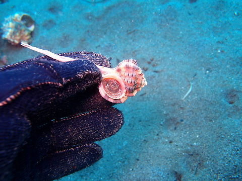 Snipe&acute;s bill murex- Haustellum haustellum Dauin, 2012 Oct.
Snail to 18 cm (7 in.). Long siphon canal without spines. Thin alternating brown and white lines on globe. Brown and white mottled mantle skirt.
Habitat:
Indo West Pacific. Fall,Geotagged,Haustellum haustellum,Philippines