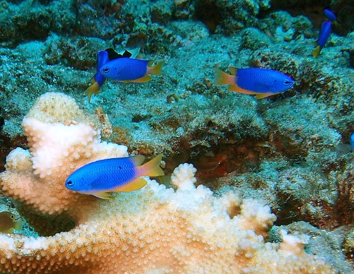 Neon Damsel- Pomacentrus coelestis Dauin, Oct 2012.<br />
I think is Pomacentrus coelestis.<br />
<a href="http://www.wikimarino.com/pez/pomacentrus-coelestis/" rel="nofollow">http://www.wikimarino.com/pez/pomacentrus-coelestis/</a><br />
<a href="http://fishesofaustralia.net.au/home/species/2341" rel="nofollow">http://fishesofaustralia.net.au/home/species/2341</a> Philippines,Pomacentrus coelestis