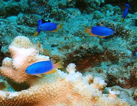 Neon Damsel- Pomacentrus coelestis Dauin, Oct 2012.
I think is Pomacentrus coelestis.
http://www.wikimarino.com/pez/pomacentrus-coelestis/
http://fishesofaustralia.net.au/home/species/2341 Philippines,Pomacentrus coelestis
