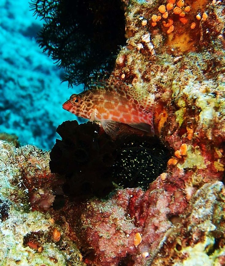 Threadfin/Spotted Hawkfish Dauin, Oct 2012.<br />
The spotted hawkfish, Cirrhitichthys aprinus is a species of hawkfish widespread throughout the tropical waters of the Indo-West Pacific region. A common species, it is found in rocky and coral areas of subtidal coastal reefs.<br />
It can reach a maximum length of 12.5 cm (4.9 in). It is a food fish for indigenous peoples and can also be found in the aquarium trade. It is red-pink and white in color, and has tassels on the tip of its dorsal fin. Cirrhitichthys aprinus,Fall,Geotagged,Philippines,Spotted hawkfish